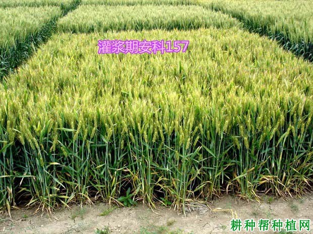 安科157小麦品种好不好? 安科157小麦品种好不好?