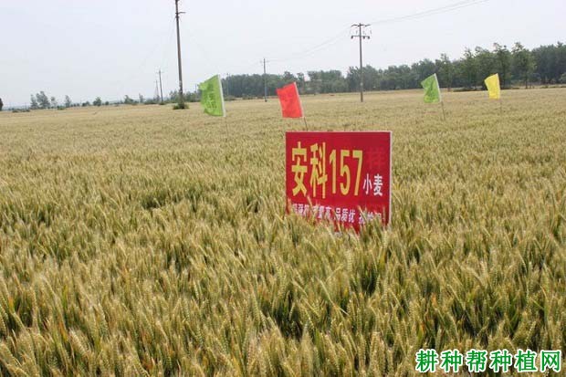 安科157小麦品种好不好? 安科157小麦品种好不好?