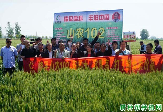 山农102小麦品种好不好? 山农102小麦品种好不好?