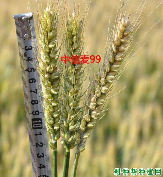 中信麦99小麦品种好不好? 中信麦99小麦品种好不好?