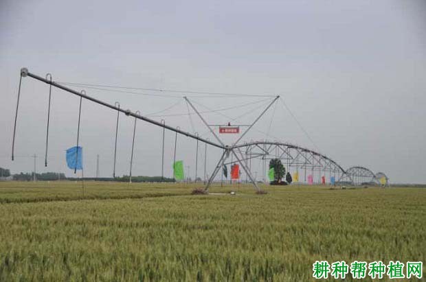 中信麦99小麦品种好不好? 中信麦99小麦品种好不好?