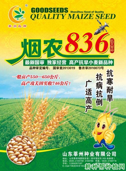 烟农836半冬性小麦品种好不好? 烟农836半冬性小麦品种好不好?