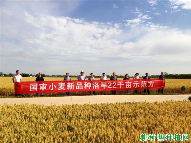 洛旱22小麦品种好不好? 洛旱22小麦品种好不好?
