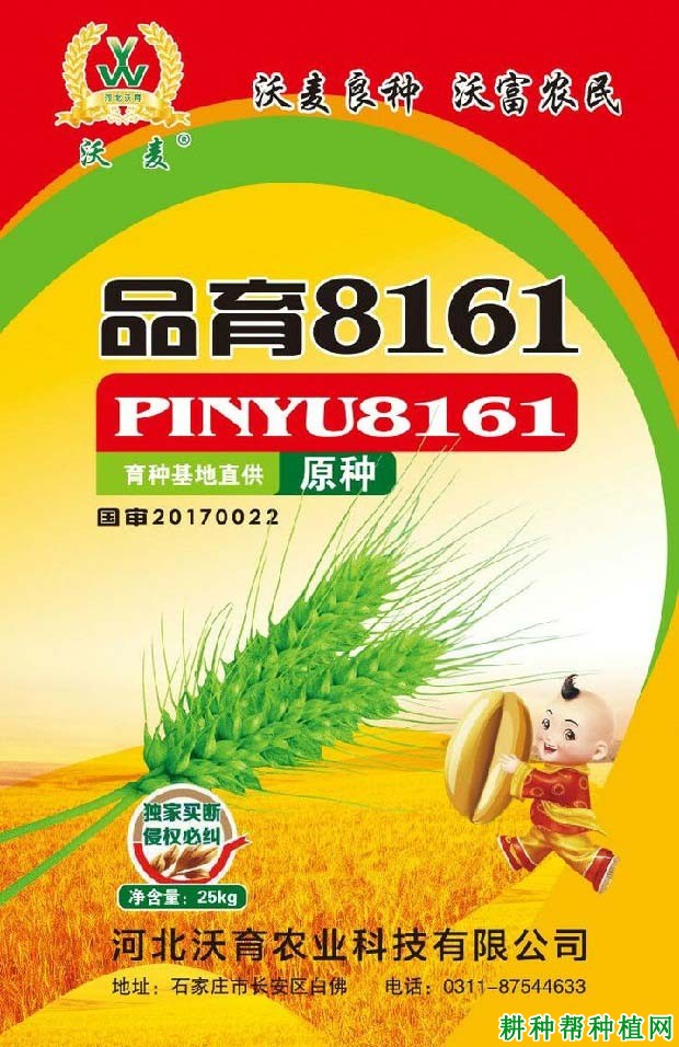 品育8161小麦品种好不好? 品育8161小麦品种好不好?
