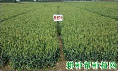 新麦39小麦品种好不好? 新麦39小麦品种好不好?