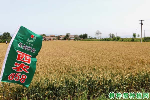 西农658小麦品种好不好? 西农658小麦品种好不好?