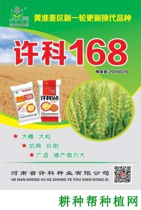 许科168小麦品种好不好? 许科168小麦品种好不好?