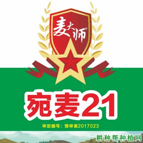 宛麦21小麦品种好不好? 宛麦21小麦品种好不好?