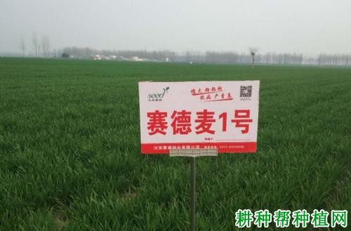 赛德麦1号小麦品种好不好? 赛德麦1号小麦品种好不好?