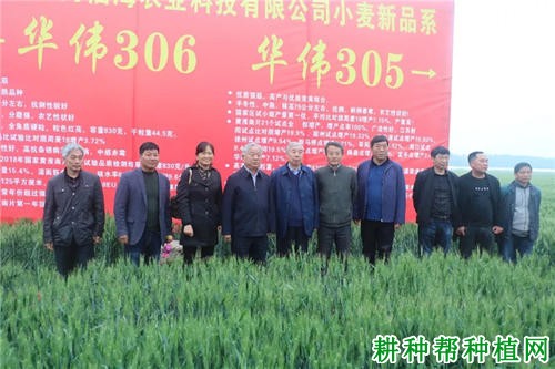 华伟303小麦品种好不好? 华伟303小麦品种好不好?