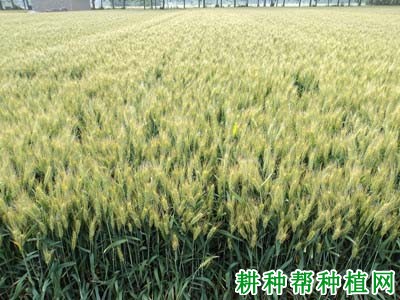 乐麦L598小麦品种好不好? 乐麦L598小麦品种好不好?