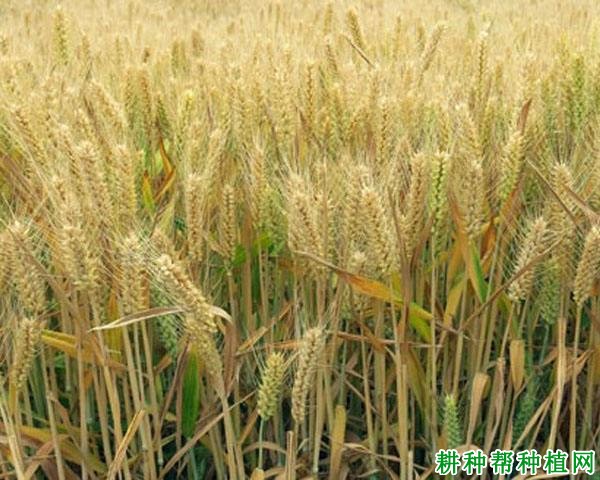 鄂麦170半冬性小麦品种好不好? 鄂麦170半冬性小麦品种好不好?