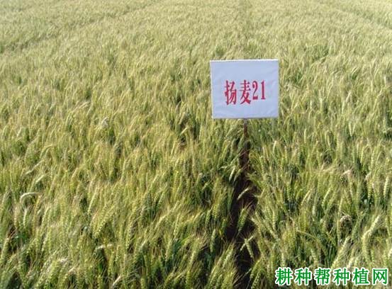扬麦21小麦品种好不好? 扬麦21小麦品种好不好?