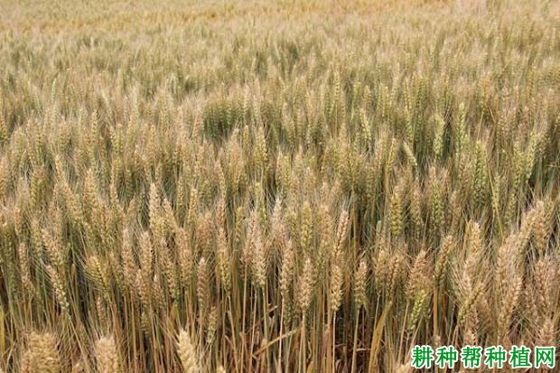 运旱618冬性小麦品种好不好? 运旱618冬性小麦品种好不好?