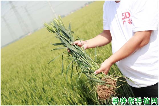 中麦578小麦品种好不好? 中麦578小麦品种好不好?