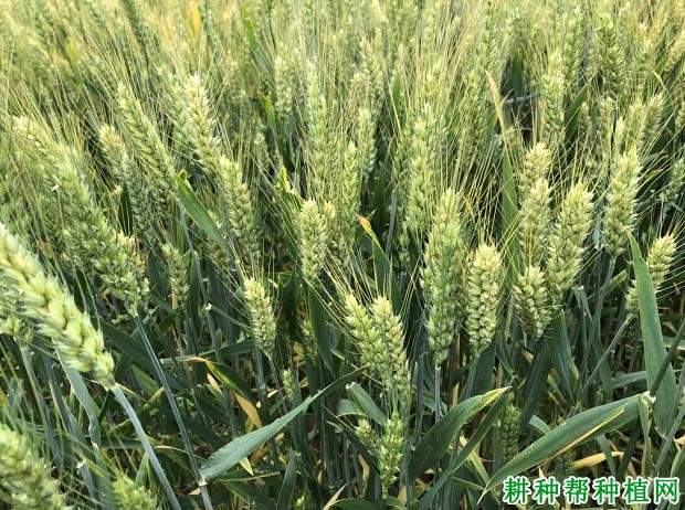 轮选13小麦品种好不好? 轮选13小麦品种好不好?