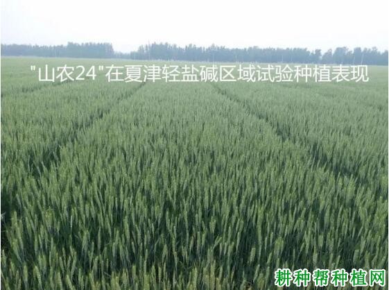 山农24号小麦品种好不好? 山农24号小麦品种好不好?