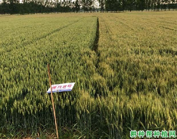 濮兴8号小麦品种好不好? 濮兴8号小麦品种好不好?
