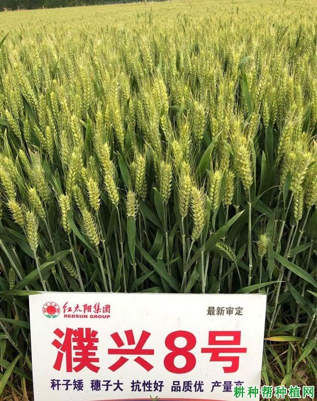 濮兴8号小麦品种好不好? 濮兴8号小麦品种好不好?