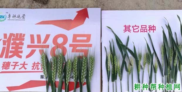濮兴8号小麦品种好不好? 濮兴8号小麦品种好不好?