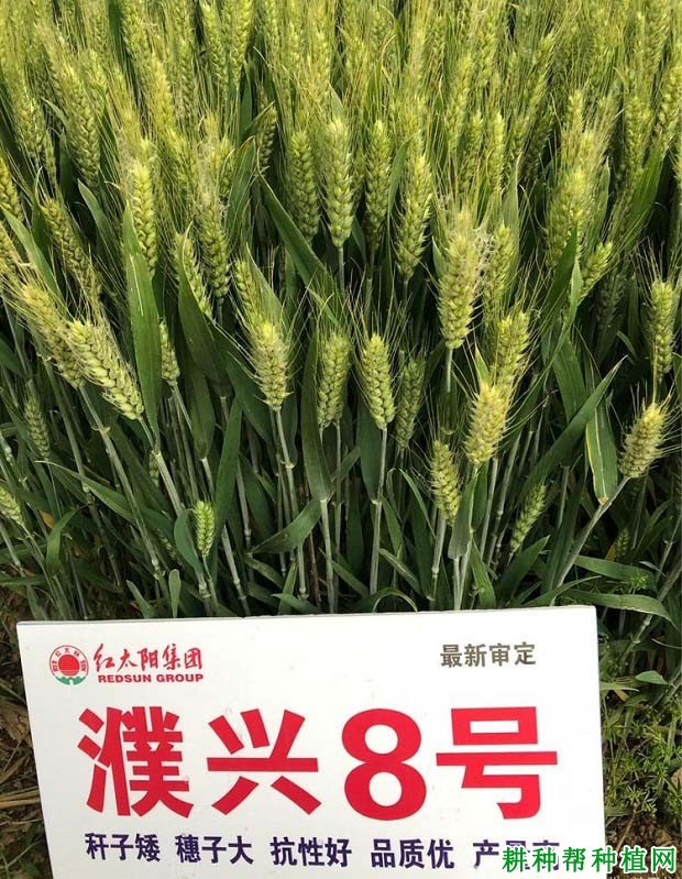 濮兴8号小麦品种好不好? 濮兴8号小麦品种好不好?