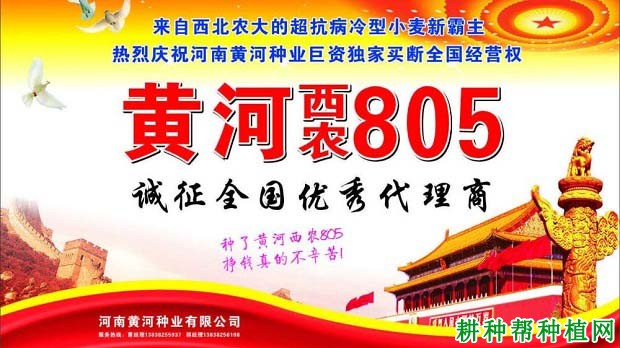 西农805小麦品种好不好? 西农805小麦品种好不好?