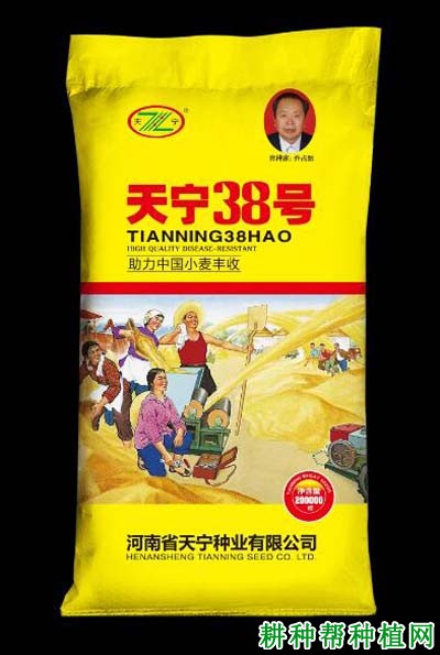 天宁38号小麦品种好不好? 天宁38号小麦品种好不好?