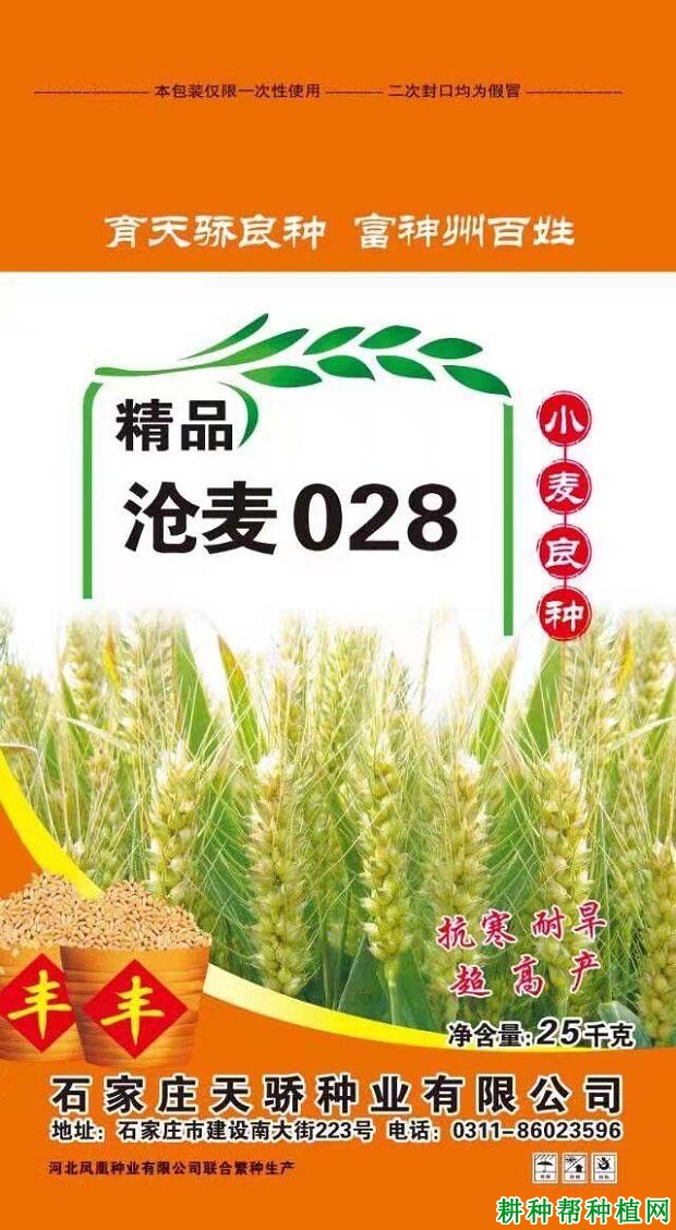 沧麦028半冬性小麦品种好不好? 沧麦028半冬性小麦品种好不好?