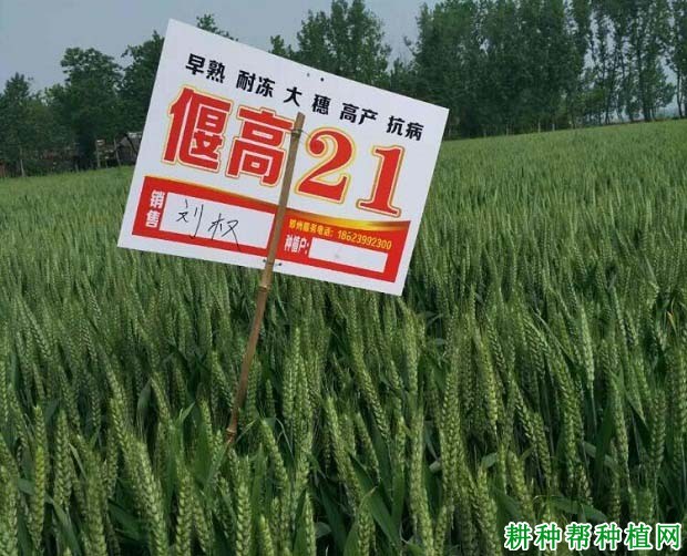 偃高21小麦品种好不好? 偃高21小麦品种好不好?