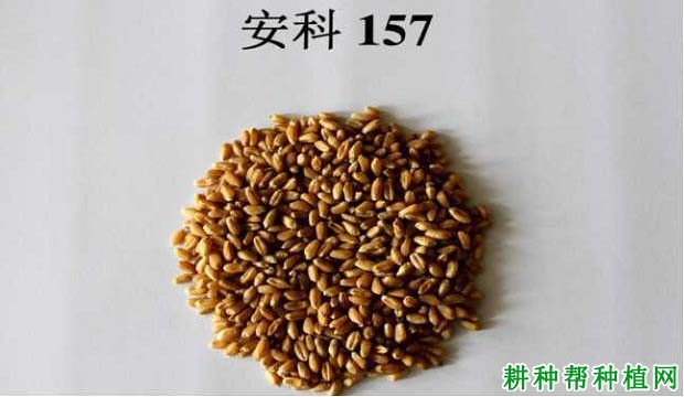 安科157半冬性小麦品种好不好? 安科157半冬性小麦品种好不好?