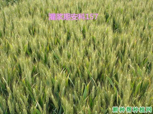 安科157半冬性小麦品种好不好? 安科157半冬性小麦品种好不好?