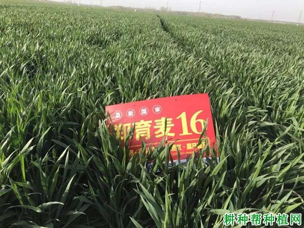 郑育麦16小麦品种好不好? 郑育麦16小麦品种好不好?