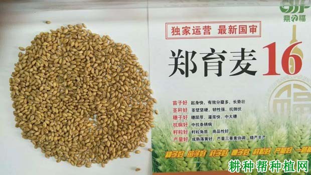 郑育麦16小麦品种好不好? 郑育麦16小麦品种好不好?