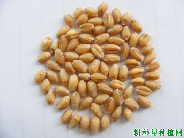 国豪麦15春性小麦品种好不好? 国豪麦15春性小麦品种好不好?