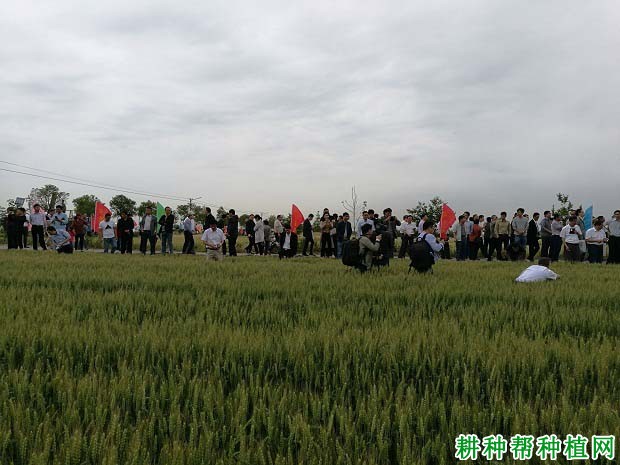 宁麦26品种好不好? 宁麦26品种好不好?