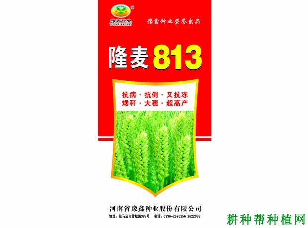 隆麦813小麦品种好不好? 隆麦813小麦品种好不好?