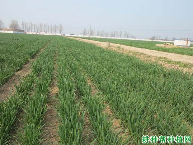 石麦26小麦品种好不好? 石麦26小麦品种好不好?