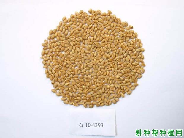 石麦26小麦品种好不好? 石麦26小麦品种好不好?