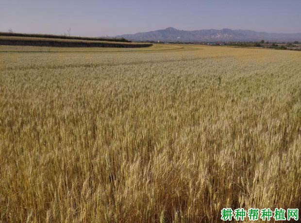 晋麦98号冬性小麦品种好不好? 晋麦98号冬性小麦品种好不好?