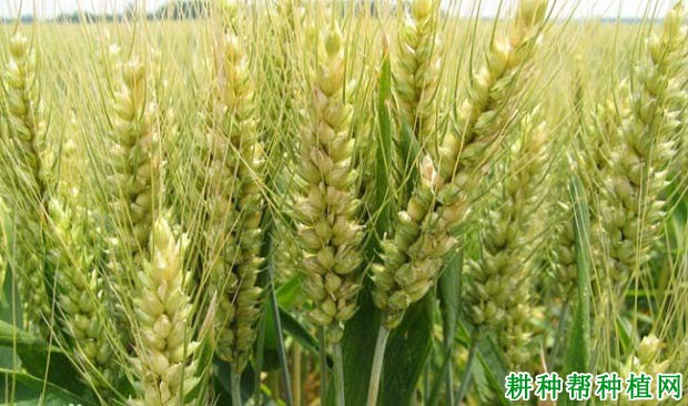 豪麦13小麦品种好不好? 豪麦13小麦品种好不好?