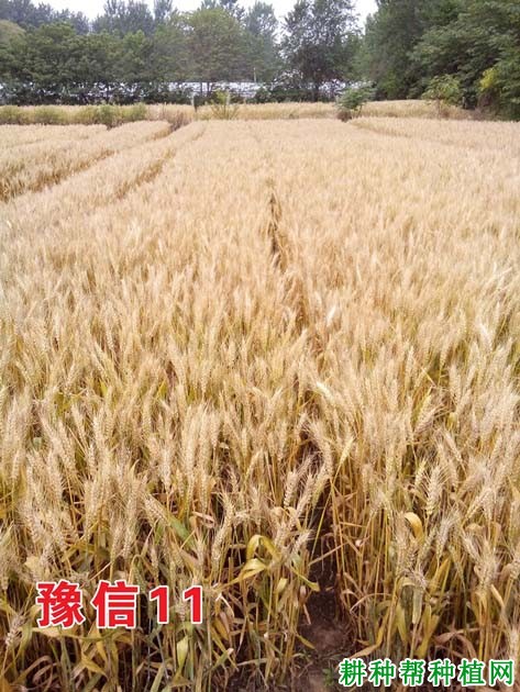 豫信11小麦品种好不好? 豫信11小麦品种好不好?