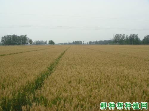 航麦2566小麦品种好不好? 航麦2566小麦品种好不好?