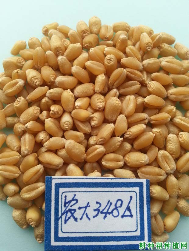 农大3486品种好不好? 农大3486品种好不好?