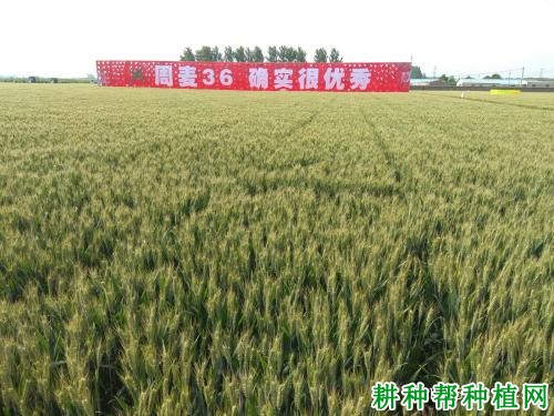 临麦36号春性小麦品种好不好? 临麦36号春性小麦品种好不好?