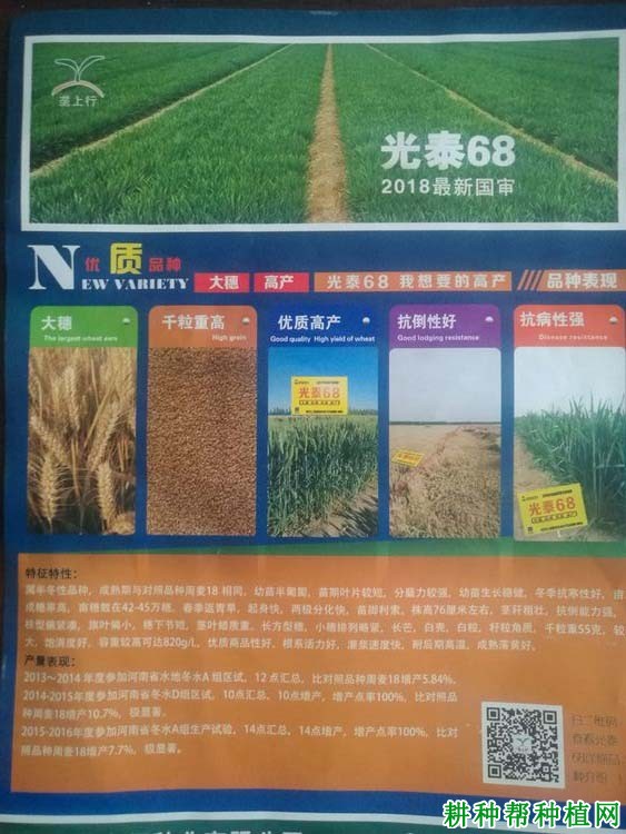 光泰68小麦品种好不好? 光泰68小麦品种好不好?