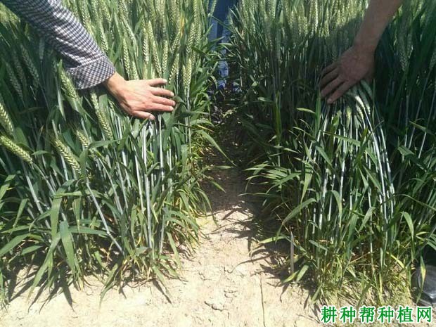 中农麦4007小麦品种好不好? 中农麦4007小麦品种好不好?