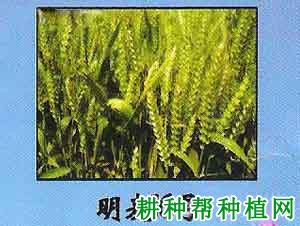 明麦16小麦品种好不好? 明麦16小麦品种好不好?