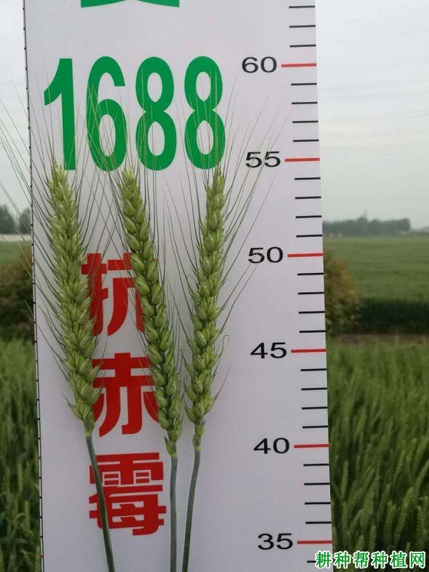 华成麦1688小麦品种好不好? 华成麦1688小麦品种好不好?