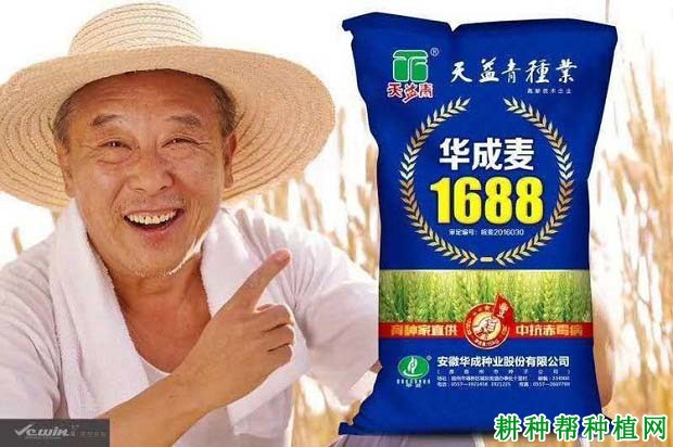 华成麦1688小麦品种好不好? 华成麦1688小麦品种好不好?