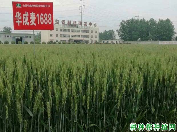 华成麦1688小麦品种好不好? 华成麦1688小麦品种好不好?